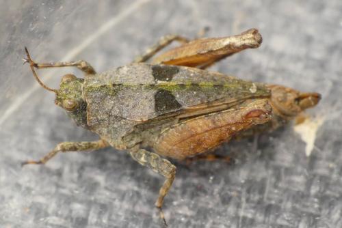 Tetrix tenuicornis